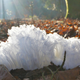 Illustration for article titled Why Does This Ice Look Exactly Like Hair
